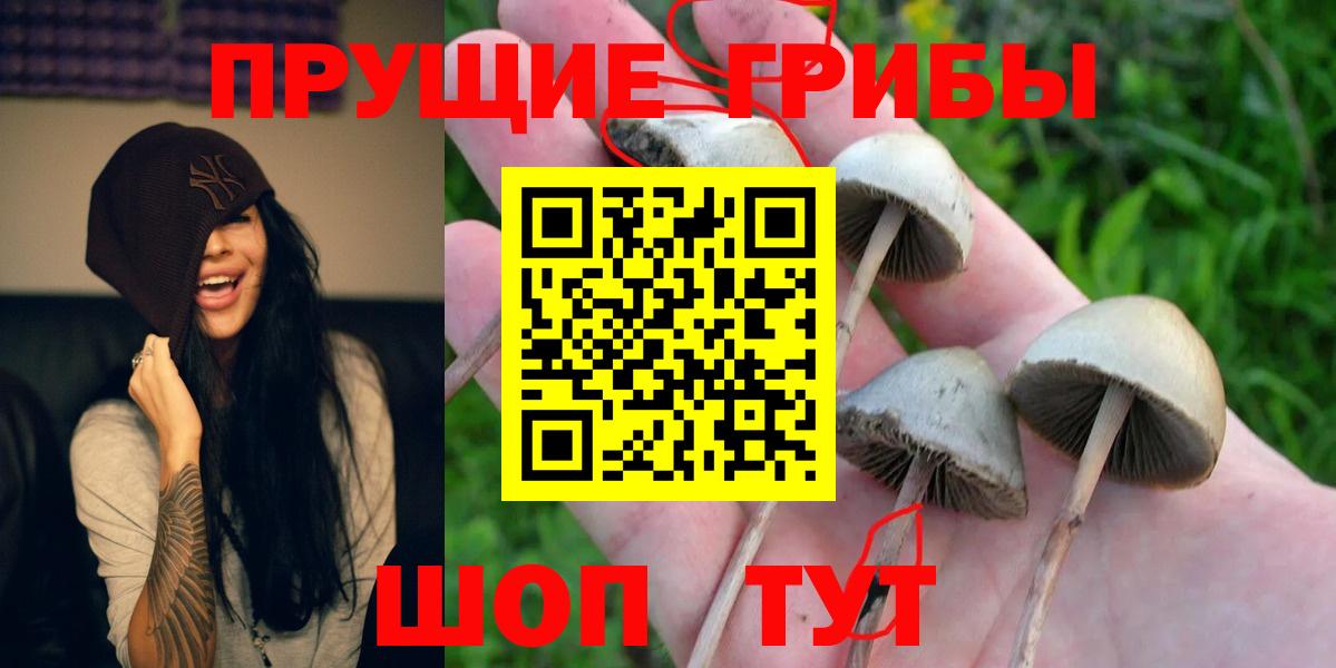 Псилоцибиновые грибы Psilocybe Мичуринск